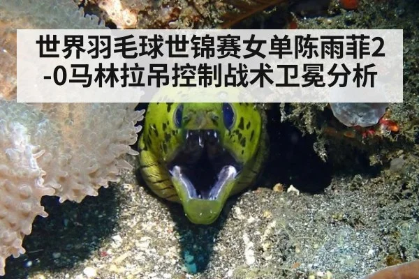 世界羽毛球世锦赛女单陈雨菲2-0马林拉吊控制战术卫冕分析